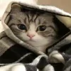 ☺️ Эмодзи «Kotik Emoji» для Telegram