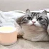 🕯 Эмодзи «Kotik Emoji» для Telegram