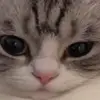 😐 Эмодзи «Kotik Emoji» для Telegram