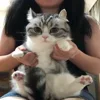 💃 Эмодзи «Kotik Emoji» для Telegram