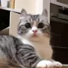 🧐 Эмодзи «Kotik Emoji» для Telegram