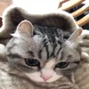 🤗 Эмодзи «Kotik Emoji» для Telegram