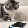 📱 Эмодзи «Kotik Emoji» для Telegram