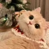 🤩 Эмодзи «彡 Котики 𖥔» для Telegram