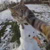 🤩 Эмодзи «彡 Котики 𖥔» для Telegram