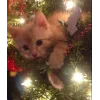 🤩 Эмодзи «彡 Котики 𖥔» для Telegram