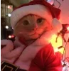 🤩 Эмодзи «彡 Котики 𖥔» для Telegram