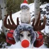 🤩 Эмодзи «彡 Котики 𖥔» для Telegram