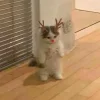 🤩 Эмодзи «彡 Котики 𖥔» для Telegram