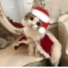 🤩 Эмодзи «彡 Котики 𖥔» для Telegram