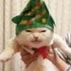 🤩 Эмодзи «彡 Котики 𖥔» для Telegram