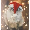 🤩 Эмодзи «彡 Котики 𖥔» для Telegram