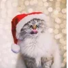 🤩 Эмодзи «彡 Котики 𖥔» для Telegram