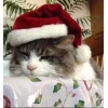 🤩 Эмодзи «彡 Котики 𖥔» для Telegram