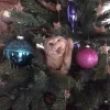 🤩 Эмодзи «彡 Котики 𖥔» для Telegram