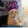 🤩 Эмодзи «彡 Котики 𖥔» для Telegram