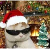 🤩 Эмодзи «彡 Котики 𖥔» для Telegram