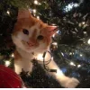🤩 Эмодзи «彡 Котики 𖥔» для Telegram