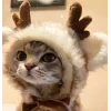🤩 Эмодзи «彡 Котики 𖥔» для Telegram