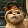 🤩 Эмодзи «彡 Котики 𖥔» для Telegram