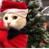 🤩 Эмодзи «彡 Котики 𖥔» для Telegram