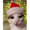 Эмодзи 彡 Котики 𖥔 для Telegram — скачать