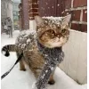 🤩 Эмодзи «彡 Котики 𖥔» для Telegram