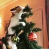 🤩 Эмодзи «彡 Котики 𖥔» для Telegram