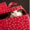 🤩 Эмодзи «彡 Котики 𖥔» для Telegram