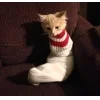 🤩 Эмодзи «彡 Котики 𖥔» для Telegram