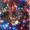 🤩 Эмодзи «彡 Котики 𖥔» для Telegram