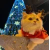 🤩 Эмодзи «彡 Котики 𖥔» для Telegram