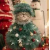 🤩 Эмодзи «彡 Котики 𖥔» для Telegram