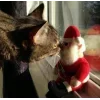🤩 Эмодзи «彡 Котики 𖥔» для Telegram