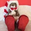 🤩 Эмодзи «彡 Котики 𖥔» для Telegram
