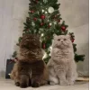 🤩 Эмодзи «彡 Котики 𖥔» для Telegram