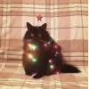 🤩 Эмодзи «彡 Котики 𖥔» для Telegram