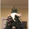 🤩 Эмодзи «彡 Котики 𖥔» для Telegram