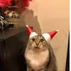 🤩 Эмодзи «彡 Котики 𖥔» для Telegram