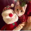 🤩 Эмодзи «彡 Котики 𖥔» для Telegram