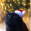 🤩 Эмодзи «彡 Котики 𖥔» для Telegram