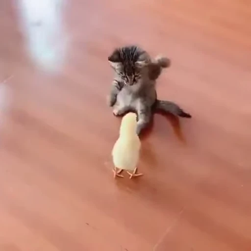 🐥 Стикер «Котеки пиздяца» для Telegram
