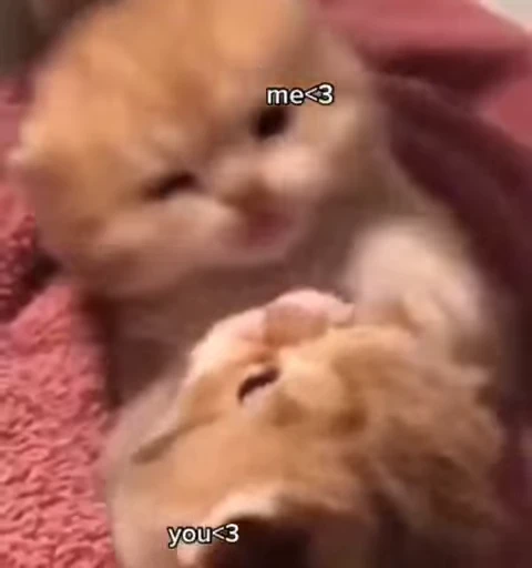 👹 Стикер «Котеки пиздяца» для Telegram
