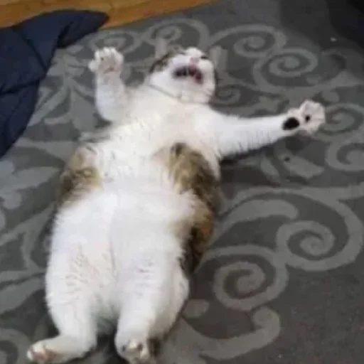 😄 Стикер «Kotiki Cat 6» для Telegram