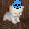 Стикерпак kotik для Telegram