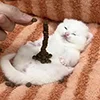 👽 Эмодзи «kotik» для Telegram