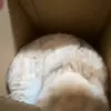 🐾 Эмодзи «Котики Гиф» для Telegram