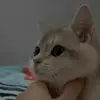 🐾 Эмодзи «Котики Гиф» для Telegram