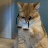 🐾 Эмодзи «Котики Гиф» для Telegram