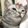 🐾 Эмодзи «Котики Гиф» для Telegram